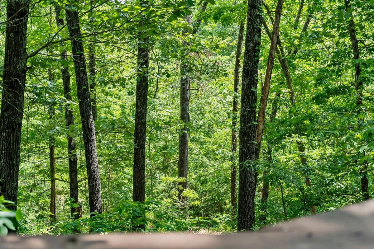 This image features tall trees and lush green foliage with dappled sunlight filtering through, creating an inviting scene that embodies the beauty and tranquility of the Ozark Preserve’s natural setting. The area looks ideal for leisurely walks, hiking, and nature exploration for guests and their pets.